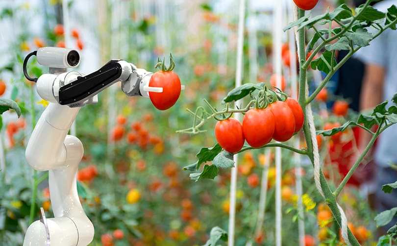 robot picking tomatoes off a plant in an indoor farm